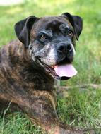 Dog Boxer Pet portrait