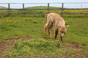 Alpaca Lama Animal