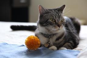 Kitten Toy Cat
