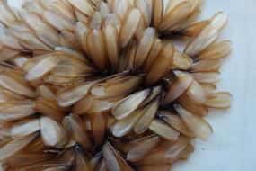 Termite Insect Nature
