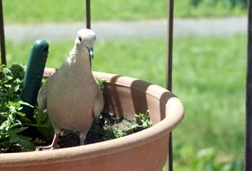 Dove Flower Pot Bird
