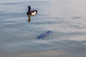 Duck Diving Water
