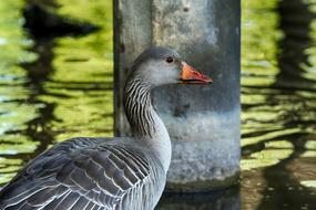 Bird by the Lake Water