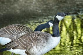 Bird Lake Water
