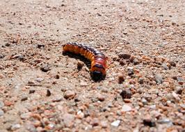 Caterpillar Medvedka Insect