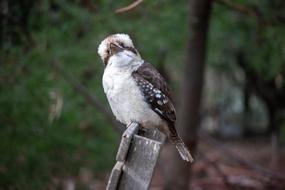 Kookaburra Bird Australia