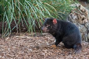 Tasmanian Devil Tassie