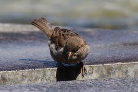 Sparrow House Sperling