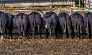 black Cattle in row at Feedlot, rear view