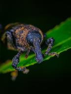 Beetle Insect Coleoptera