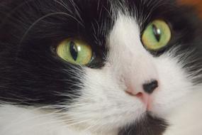 Cat Mustache Eyes