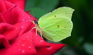 Butterfly Insect Nature