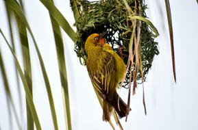 Bird Avian Masked Weaver