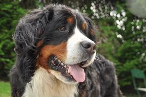 Bernese Mountain Dog Field