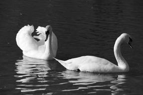 Bird Water Birds