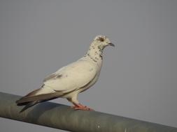 domestic beautiful pigeon on a chimney