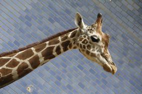 Giraffe Zoo Animal