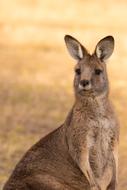 cute kangaroo on safari