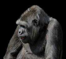Animals Monkey Gorilla