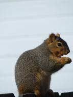 Squirrel Rodent Cute