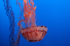 Monterey Aquarium