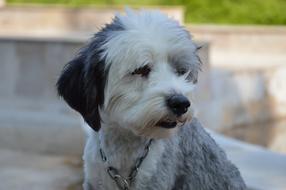 Doggy Summer Animal