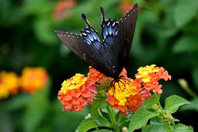 Black Swallowtail Butterfly Garden