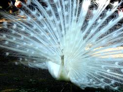 Bird Peacock