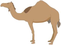 dromedary animal camelid camel