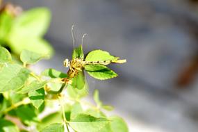Dragon Fly Hover Insect
