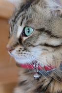 Cat Eye Feline