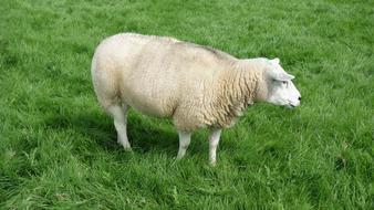 Sheep Wool Meadow