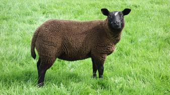 Sheep Black Wool