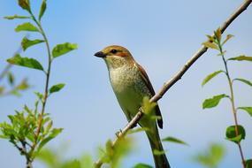 Bird Beauty Of Nature