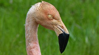 Flamingo Pink Bird Color