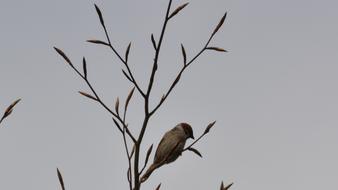 Bird Branch
