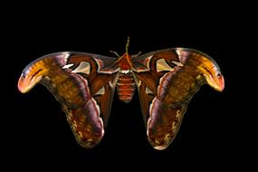 Animal Butterfly Insect