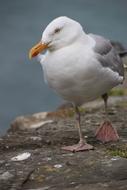 Gull Bird Sea Water