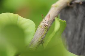Insect Praying Mantis Nature