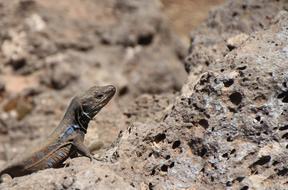 Lizard Canaries Curious