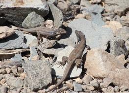 Lizards Canarian Curious