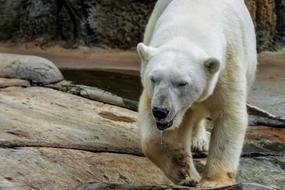 Bear Polar San