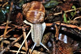 Helix Pomatia Snail Probe