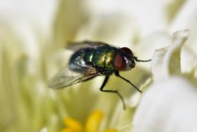 Fly Insect Compound Eyes