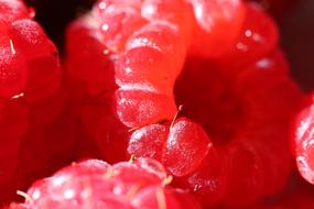 Raspberry Macro Vitamin red