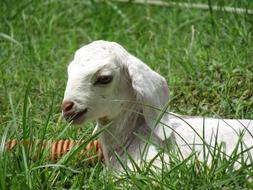 Goat Animal Horns