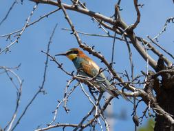 Bird Bee-Eater Almond Tree
