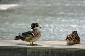 Duckling Bird Nature
