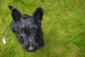 Dog Puppy Cute Scottish