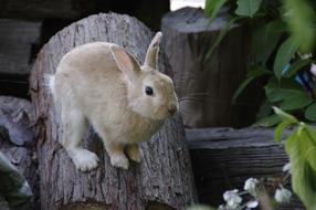 Rabbit Bunny Animal
